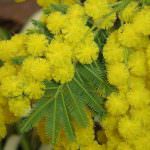 Chieti: Donne in Campo - Domenica 8 marzo a Ortona, mini-corso di degustazione di vino, olio e formaggio