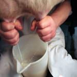 Piemonte: Modificata del Senato al decreto-legge riguardante le Quote Latte