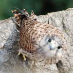 Emilia Romagna: La Provincia promuove una Task Force contro il bracconaggio