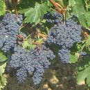 Piemonte: Oltre 200 produttori vitivinicoli partecipano al Convegno sulla Nuova Ocm vino