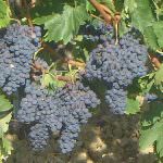 Piemonte: Oltre 200 produttori vitivinicoli partecipano al Convegno sulla Nuova Ocm vino