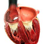 L'influenza fa male al cuore