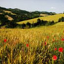 L’Italia ha il primato europeo per l’assenza di residui chimici negli alimenti di origine vegetale