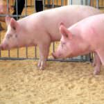Suinicoltura in crisi, Politi: subito il Tavolo di filiera