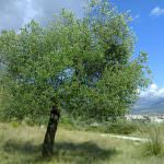 Dalla Puglia al Trentino: ecco il Girolio d'Italia