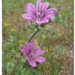 Minestra di riso e malva