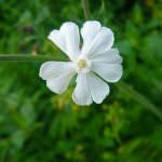 Pennette con salsa di silene