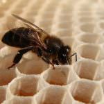 Ambiente, Coldiretti: fare chiarezza sulla scomparsa delle api in Italia (- 30 %)