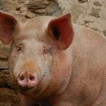 Suinicoltura, Politi: "Gli allevatori sono in grave difficoltà. Dal governo aspettiamo fatti concreti"