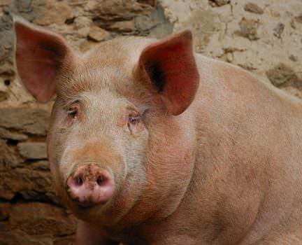 UE, via libera ai maiali USA