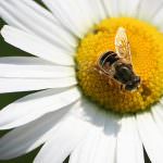 Moria delle api, il progetto Apenet sbarca in rete