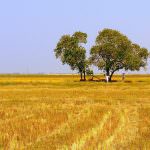 Ogm: Intesa tra Confagricoltura e Galan sulle linee guida per la coesistenza