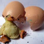 Sicurezza alimentare, obbligatoria l'etichettatura d'origine per carne, uova e latte