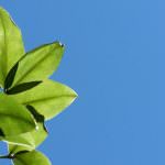 Terni: Progetto "Giornate e campi verdi del volontariato ambientale", presentato da Legambiente e amministrazione provinciale