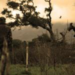 Caccia, agli animalisti: nel testo depositato da Orsi c'è il patentino a 16 anni