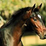 Equini: «passaporto» troppo caro, penalizzati il 95% degli allevatori della Lunigiana