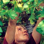 Commissione femminile del Copa: il 16 marzo scadono le domande relative al «Premio per l'innovazione per le agricoltrici»