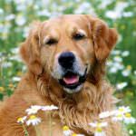 Cani, cambiano le regole a tutela dell'incolumità pubblica