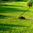 Toscana: Sviluppo agricolo? Serve una filiera appropriata