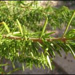 Profumo di rosmarino: migliora l'umore, attiva la mente