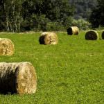 Potenza: Agricoltura, approvato bando per Consorzi di bonifica e Comuni