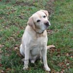 San Cataldo (CL): L'importanza della pet-therapy per i bambini