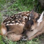 Vino: Coldiretti, è allarme caprioli per danni a Chianti e Montalcino