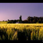 Senza copertura assicurativa a rischio migliaia di imprese agricole