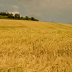 Imprese agricole in profonda crisi nella morsa di vertiginosi costi