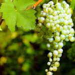 Primavera Prosecco Doc a Col S. Martino