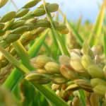 Esplode la crisi del riso: In un anno prezzo dimezzato