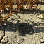 Agricoltura, nel mondo 84% dei terreni a rischio degrado