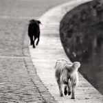 Sicilia: La Lav indagherà sull'affidamento irresponsabile dei cani che hanno azzannato e ucciso un bambino in Provincia di Ragusa