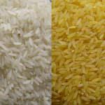 Ogm, confermati i test su minori per il Golden Rice