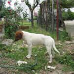 Sicilia: La Lav diffida Prefettura, Procura della Repubblica e Asl di Modica dal sopprimere i cani randagi