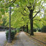 Lazio: A Roma sono comparsi stani manifesti annunciano potature di alberi in città