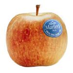 Mele, in Trentino inizia la raccolta di Marlene