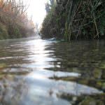 Fao: L'uso sicuro delle acque reflue in agricoltura offre diversi vantaggi