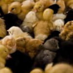 Bruxelles: L'Europarlamento sostiene il rafforzamento della legislazione per ridurre le sofferenze nel processo di macellazione degli animali