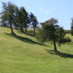 Alberi in festa: piantumazione di alberi autoctoni