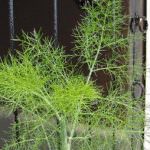 Filetto di trota ai finocchi