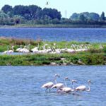 Emilia Romagna: Approvato il "Rapporto Ambientale" del Piano Territoriale della stazione "Pineta di Classe e Salina di Cervia"