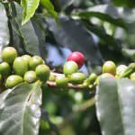 Tisana di caffè: antiossidante, antinfiammatoria