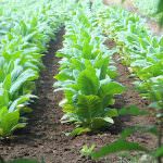 Toscana: La Cia chiede la convocazione del tavolo regionale di filiera del tabacco