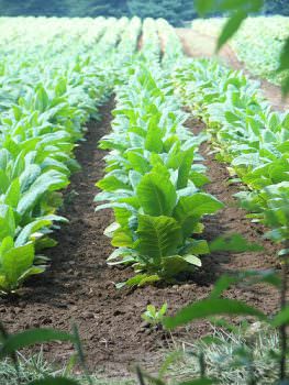 Tabacco: 8 mila posti a rischio in Umbria