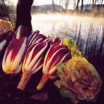16 dicembre, il radicchio rosso è fiore d'inverno a Treviso