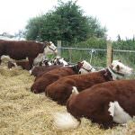 Basilicata: La Cia, con i Gruppi di interesse economico, chiede la riduzione dei costi produttivi delle imprese