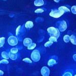 Addio sogliole e baccalà, benvenuti calamari e meduse