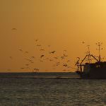 Mangiare pesce senza danni per l'ambiente? Oggi si può!