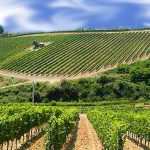 Vignaioli & Vignerons: Nasce il 'Manifesto europeo della vitivinicoltura sostenibile'